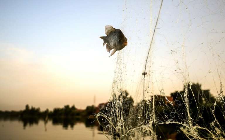 afishiscaugh